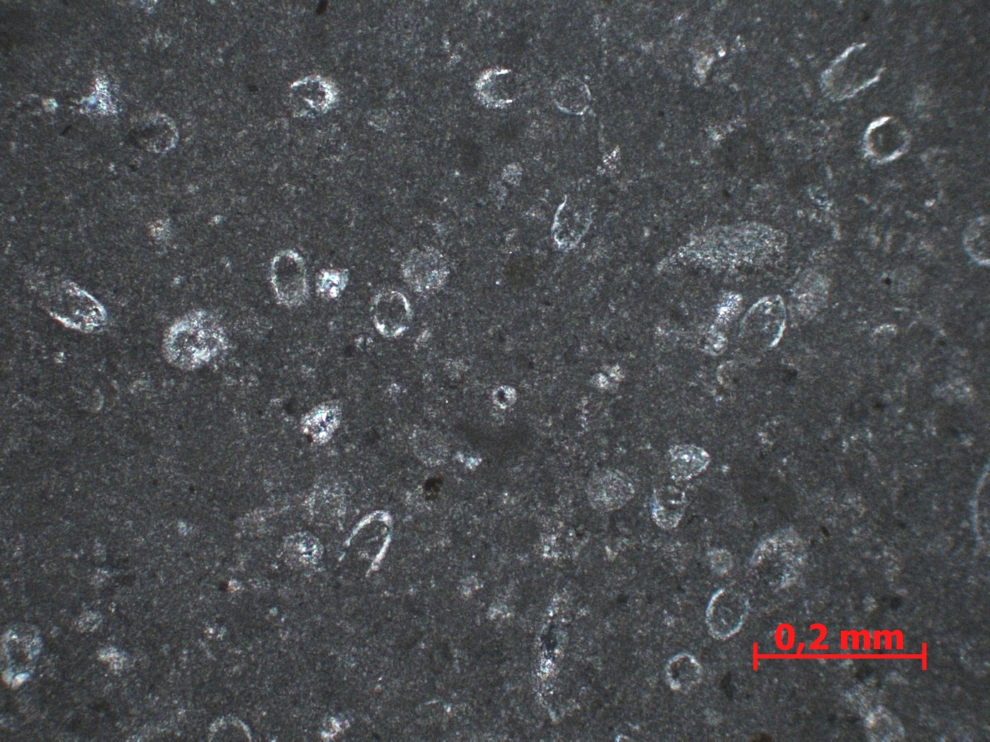 Micrite à calpionelles Micrite à calpionelles Alpes Mont Saint-Eynard Le Sappey en Chartreuse Proximité du Fort du Saint-Eynard