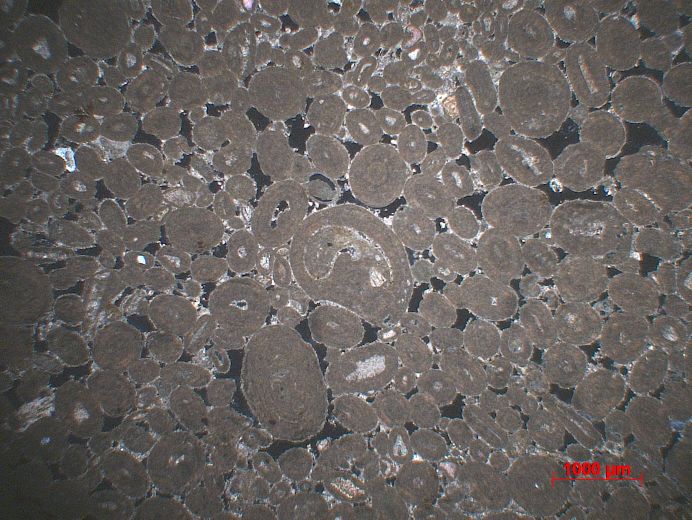  Microscope Oolithe Calcaire oolithique    