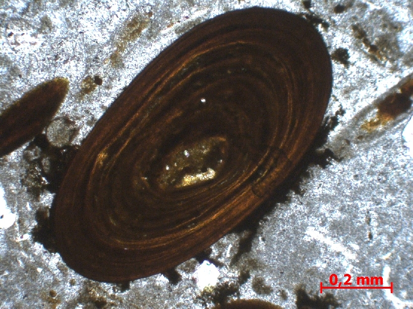  Microscope Calcaire oolithique Oolithes ferrugineuses de Bayeux   Sainte Honorine des pertes Plage de Sainte Honorine