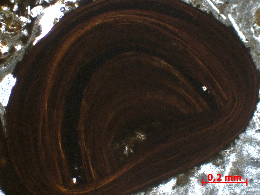  Microscope Calcaire oolithique Oolithes ferrugineuses de Bayeux   Sainte Honorine des pertes Plage de Sainte Honorine
