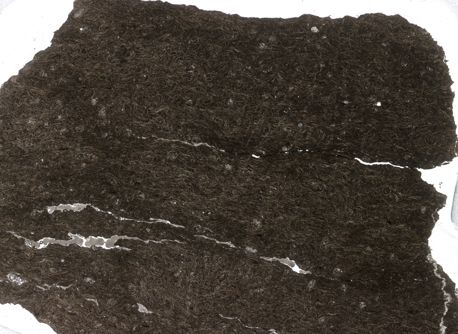 Calcaire à ostracodes Calcaire à ostracodes   Igea 