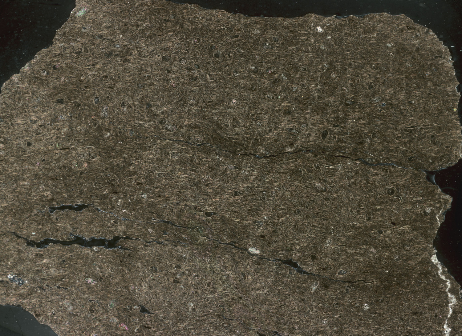 Calcaire à ostracodes Calcaire à ostracodes   Igea 