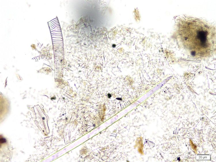  Microscope Diatomite Diatomite finement stratifiée de Saint Bauzile Massif central Monts du Vivarais Saint Bauzile Montagne d’Andance