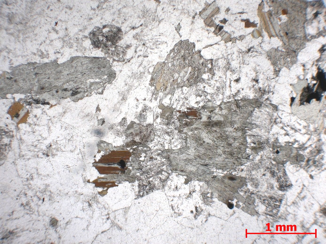Granite Granite à amphibole    