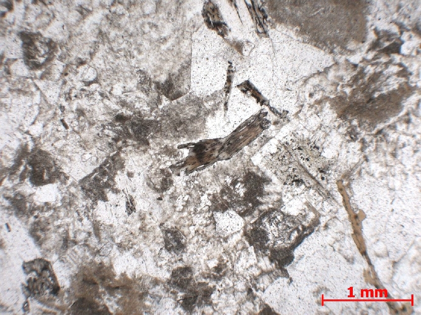  Microscope Granite Granite à biotite et muscovite    