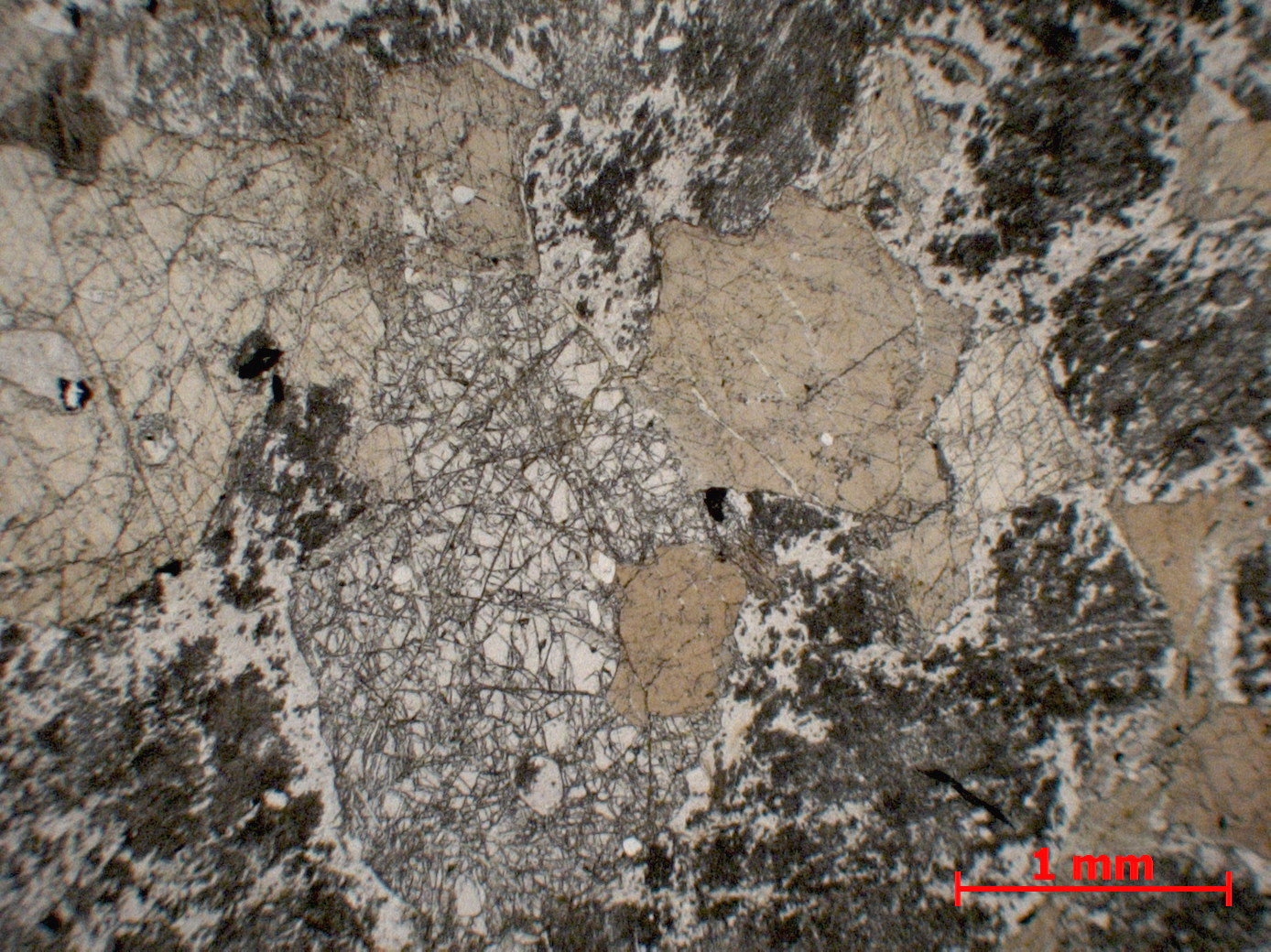 Granulite Granulite basique Alpes Valle Strona  