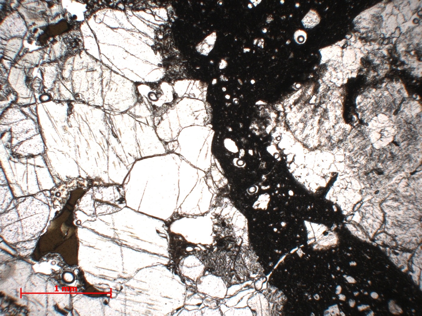 Lherzolite à spinelle Nodule de péridotite du maar de Borée Massif central Velay Borée Carrière de Molines