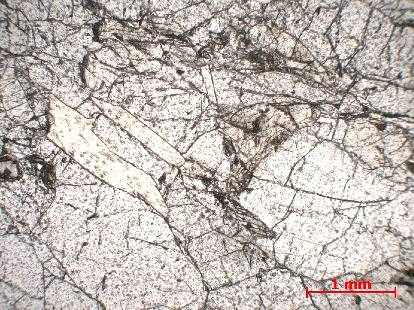  Microscope Lherzolite à phlogopite Péridotite de Finero Alpes Massif péridotitique de Finero  
