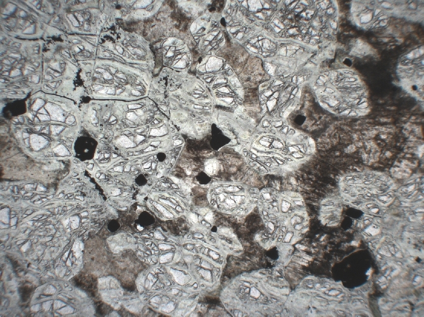  Microscope Péridotite serpentinisée Péridotite serpentinisée    