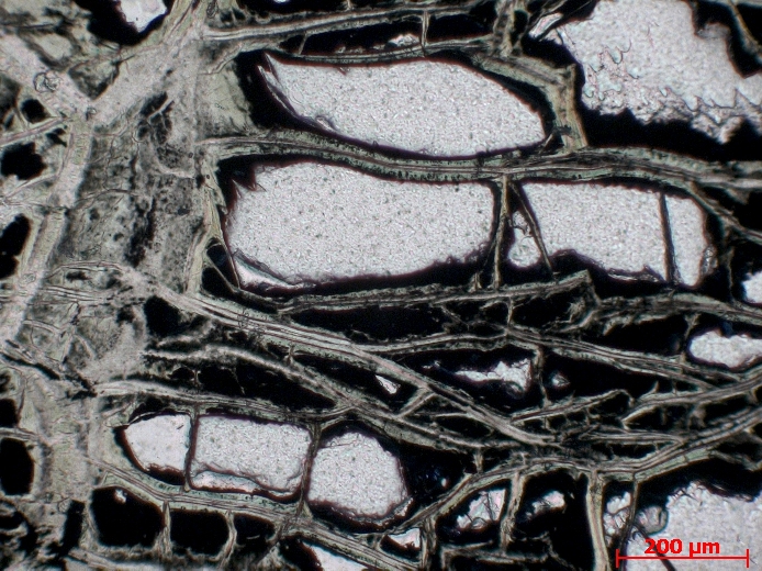  Microscope Dunite Cumulat à olivine du Kakoulima Complexe de Kakoulima Mont Kakoulima  