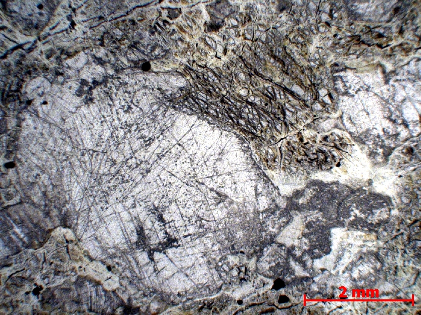  Microscope Dunite Dunite imprégnée de liquide gabbroïque Monts Hajar  Mahram 