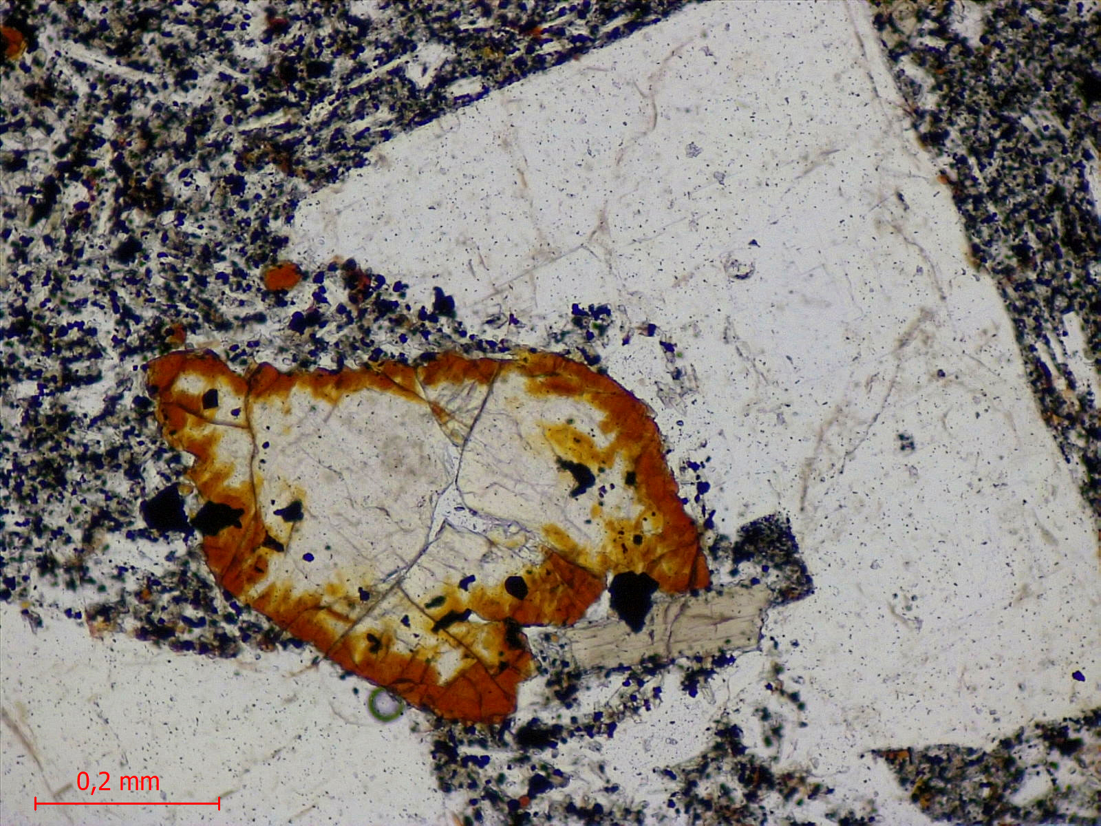 Hawaiite Trachybasalte à plagioclase dit “Roche pintade“ Point chaud de La Réunion Piton des Neiges  