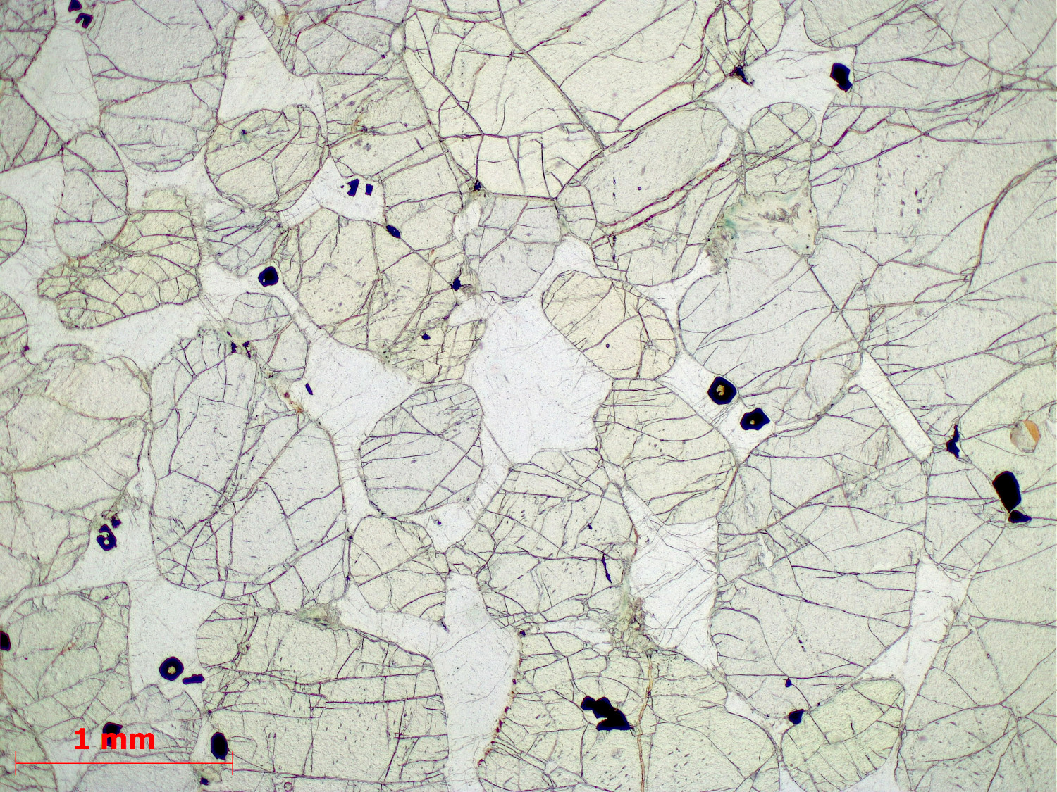 Péridotite à plagioclase Cumulât d’olivine et de plagioclase  du Complexe intrusif de Rum Province magmatique des Hébrides Rùm  